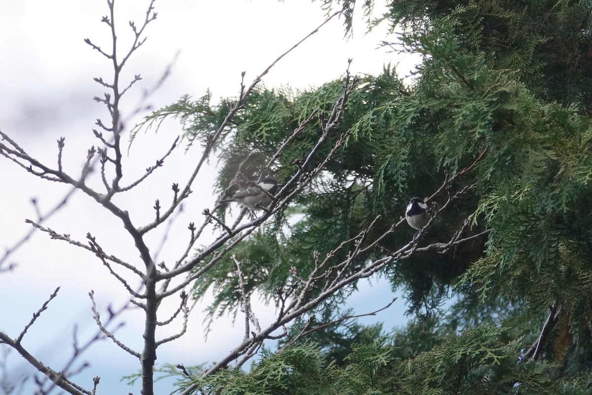 Азийн хөх бух - ML626683409