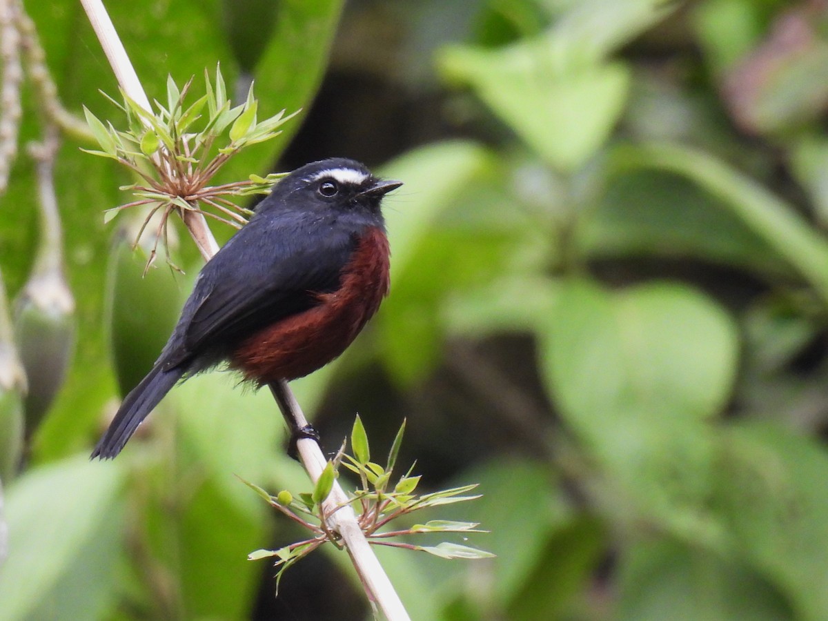 Chestnut-bellied Chat-Tyrant - ML626683596