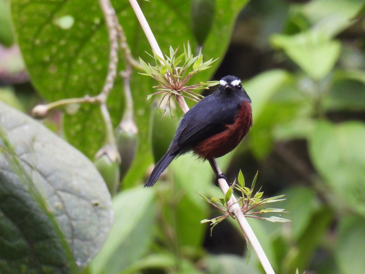 Chestnut-bellied Chat-Tyrant - ML626683597