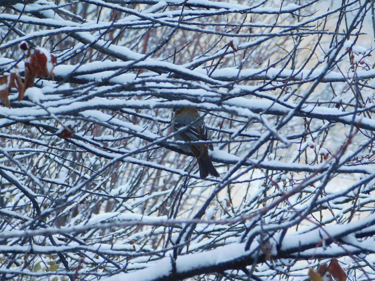 Pine Grosbeak - ML626683620