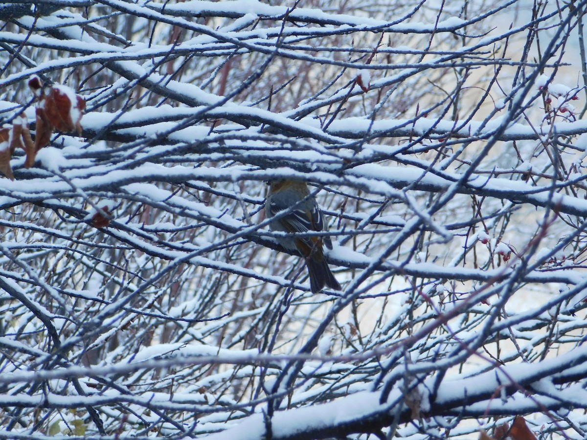 Pine Grosbeak - ML626683621