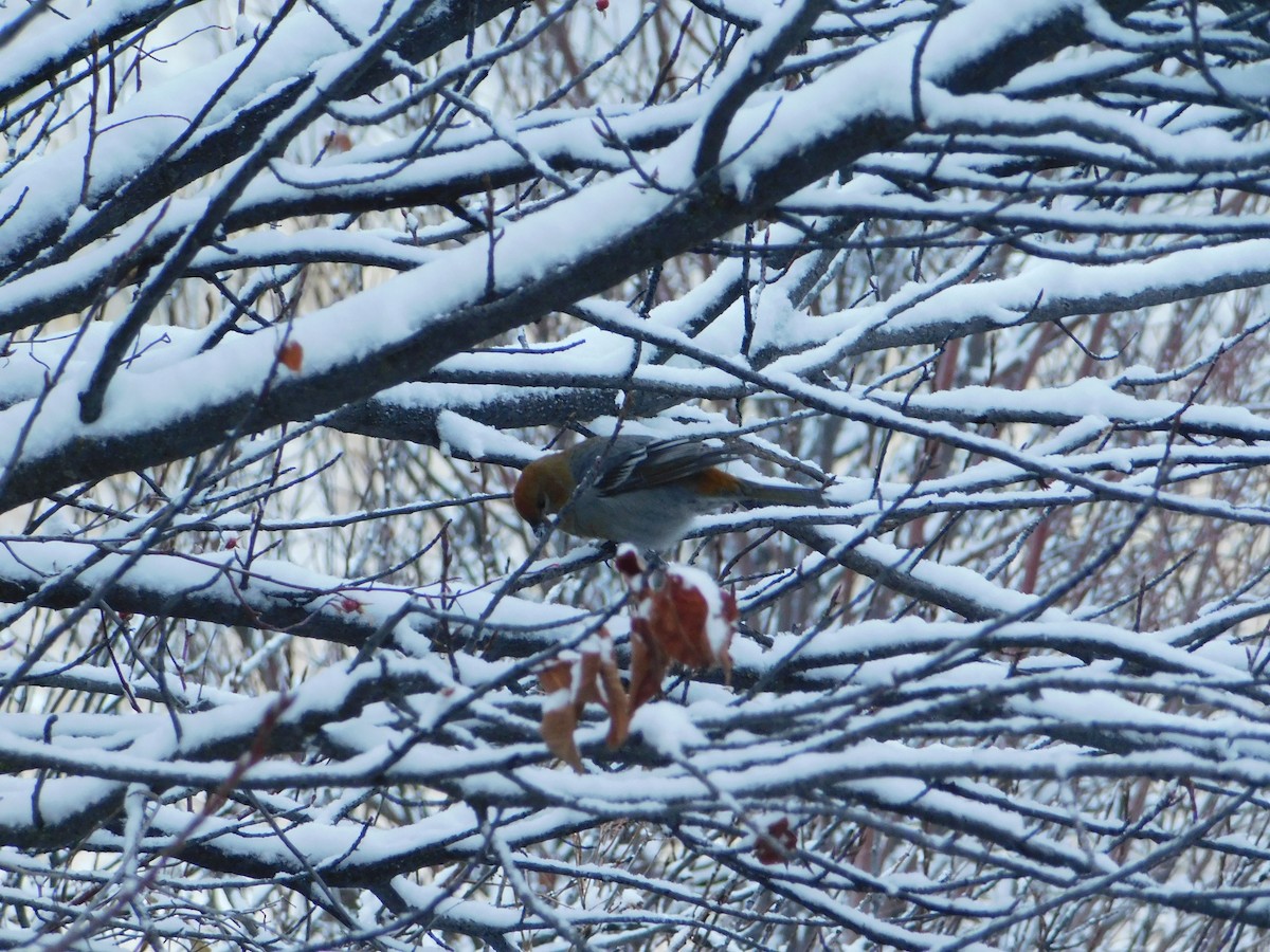 Pine Grosbeak - ML626683622