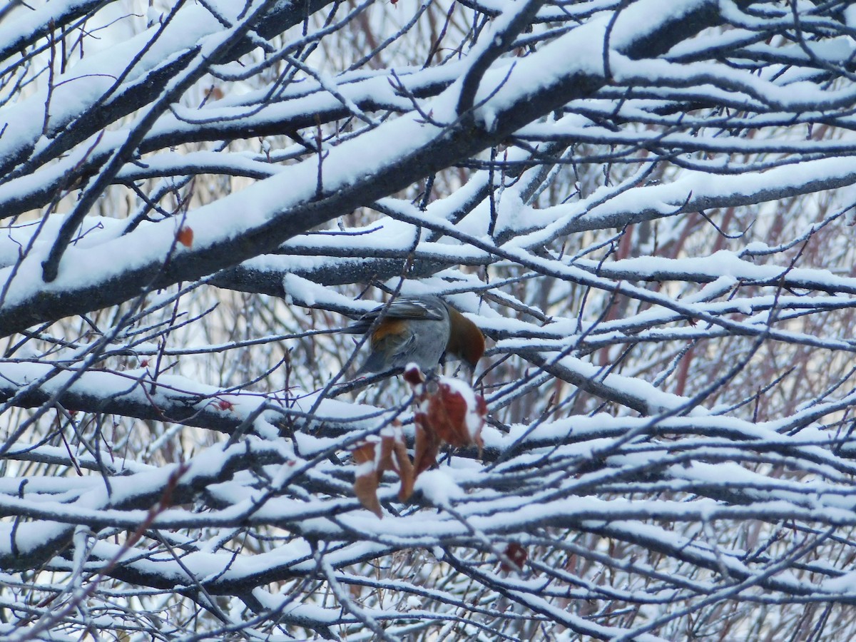 Pine Grosbeak - ML626683623