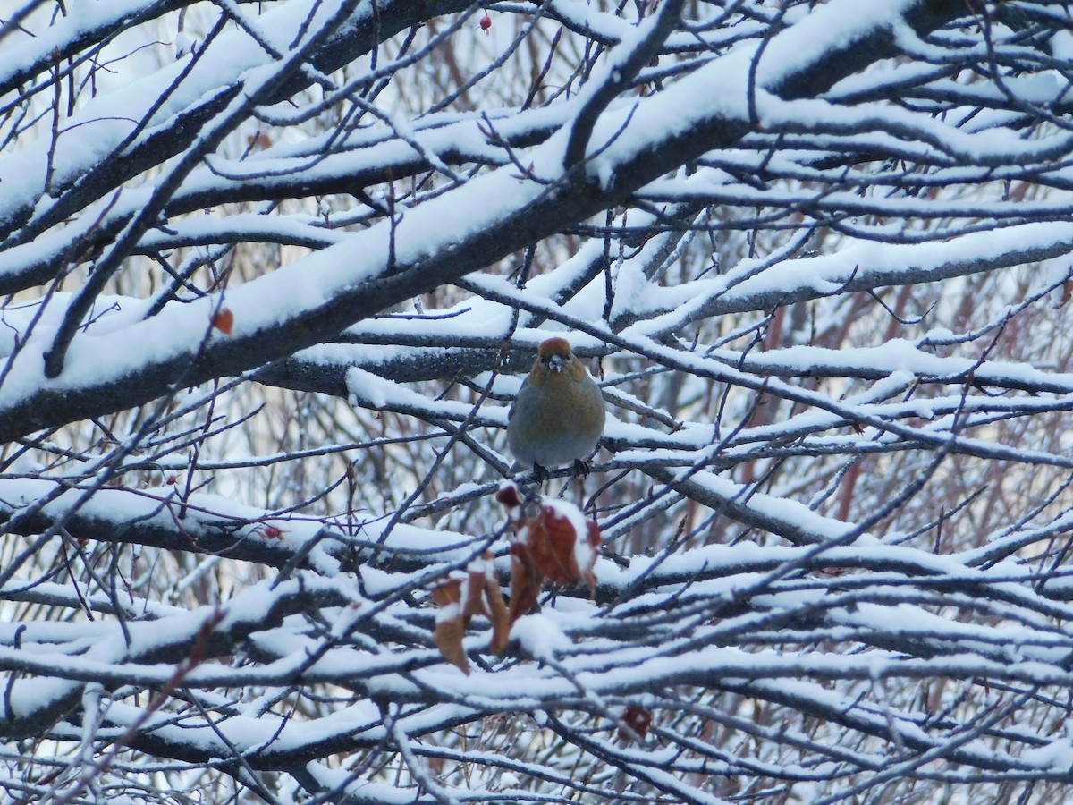 Pine Grosbeak - ML626683624