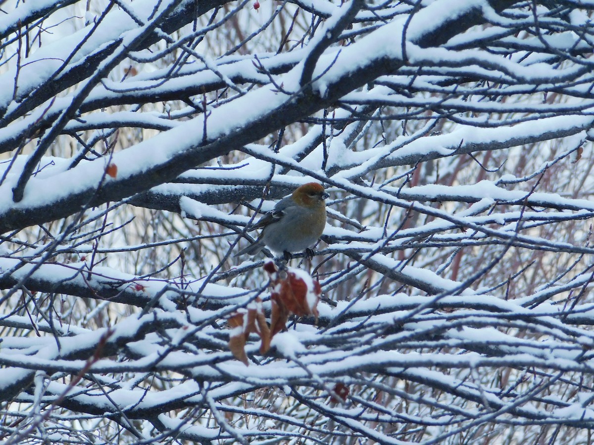 Pine Grosbeak - ML626683625