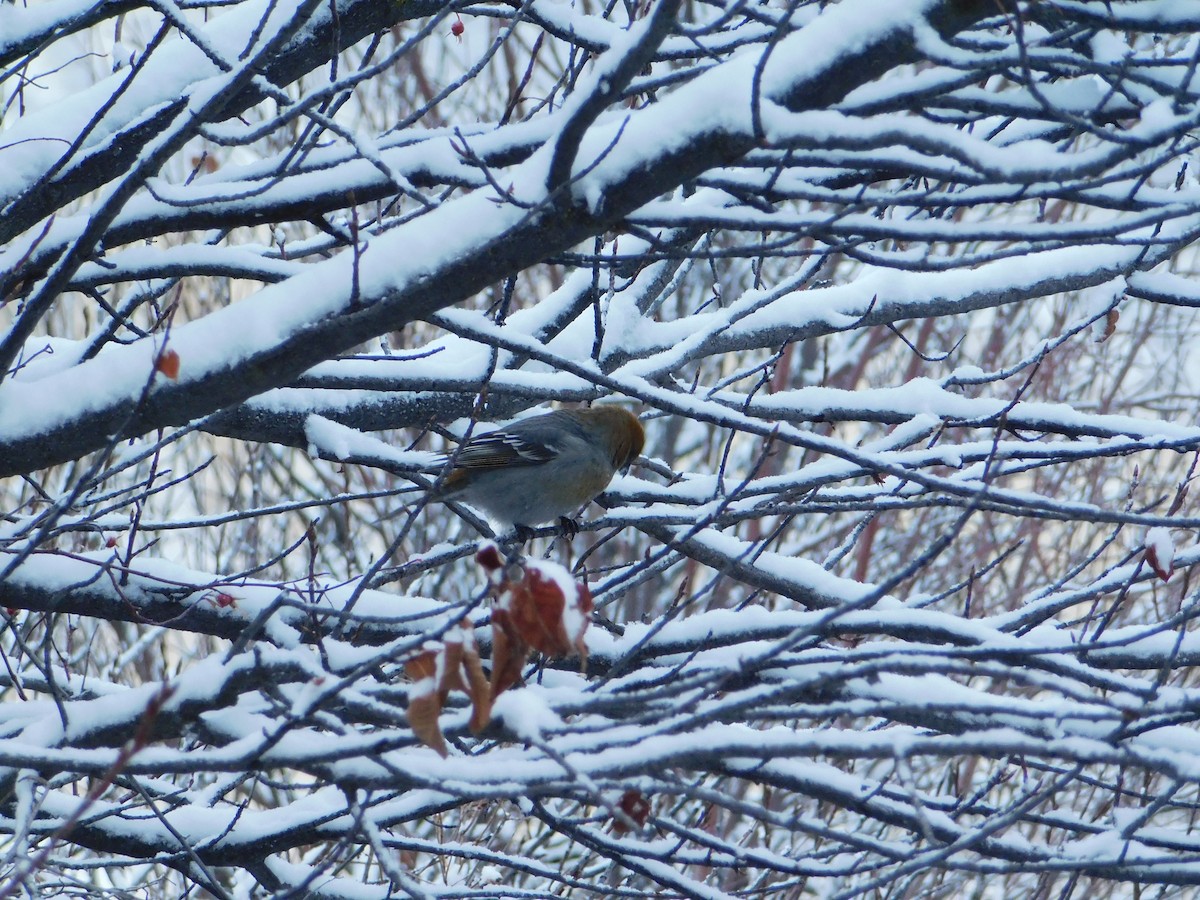 Pine Grosbeak - ML626683626