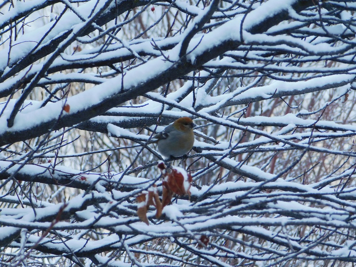 Pine Grosbeak - ML626683627