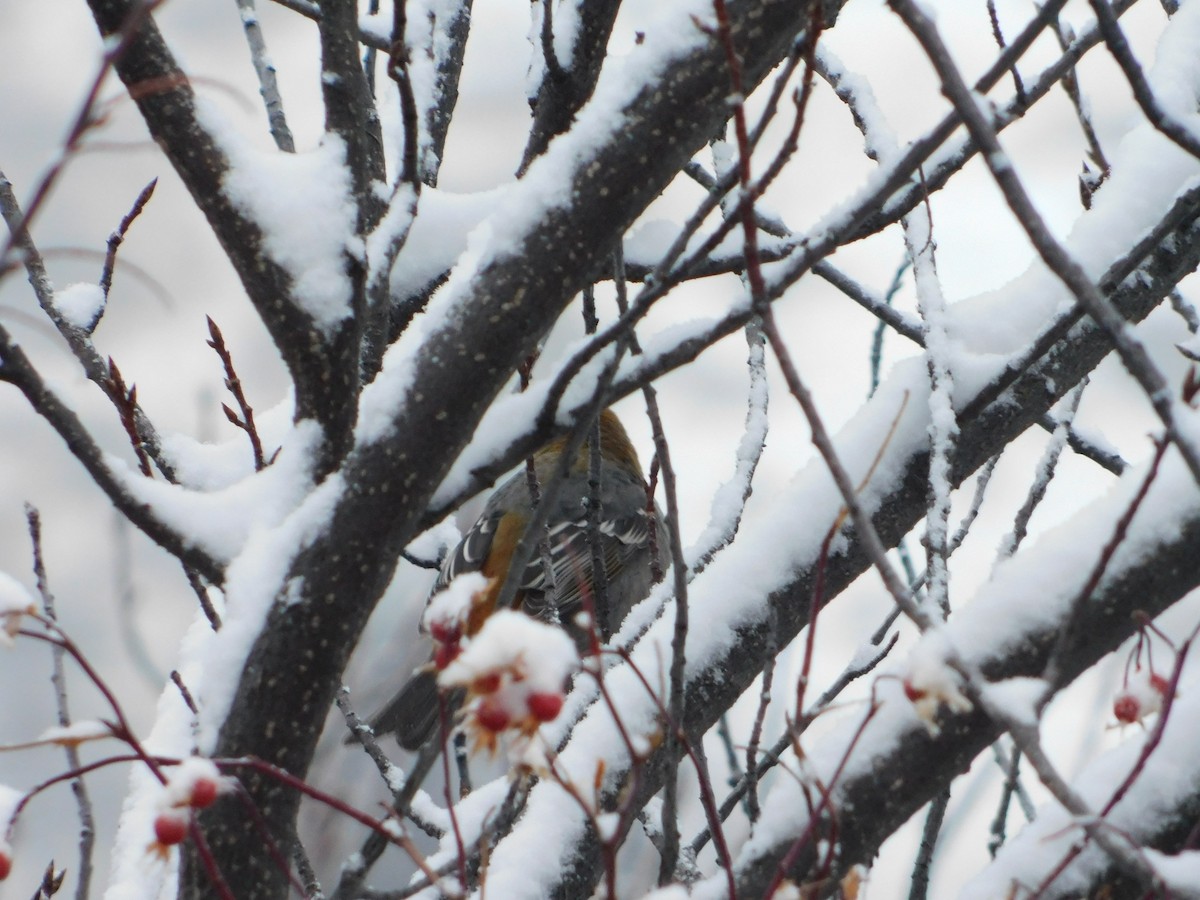 Pine Grosbeak - ML626683628