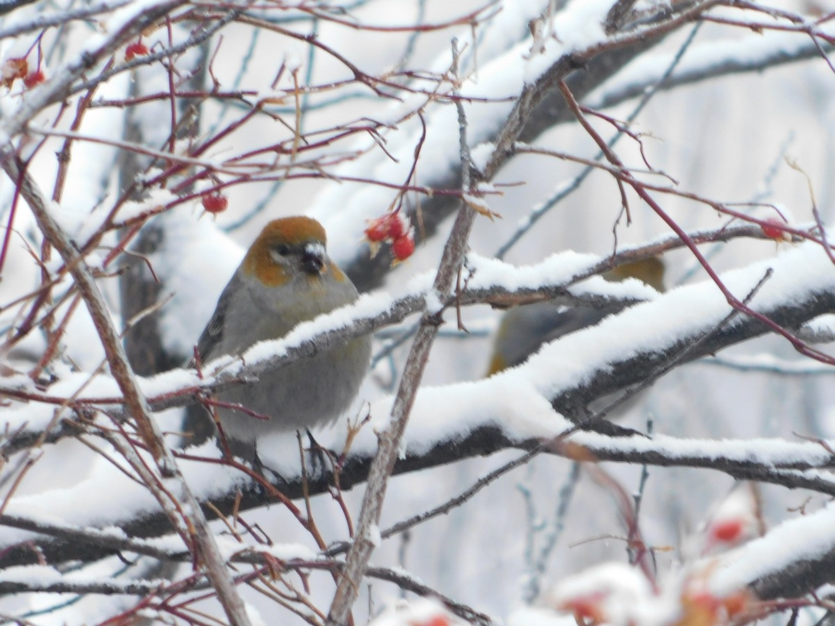 Pine Grosbeak - ML626683629