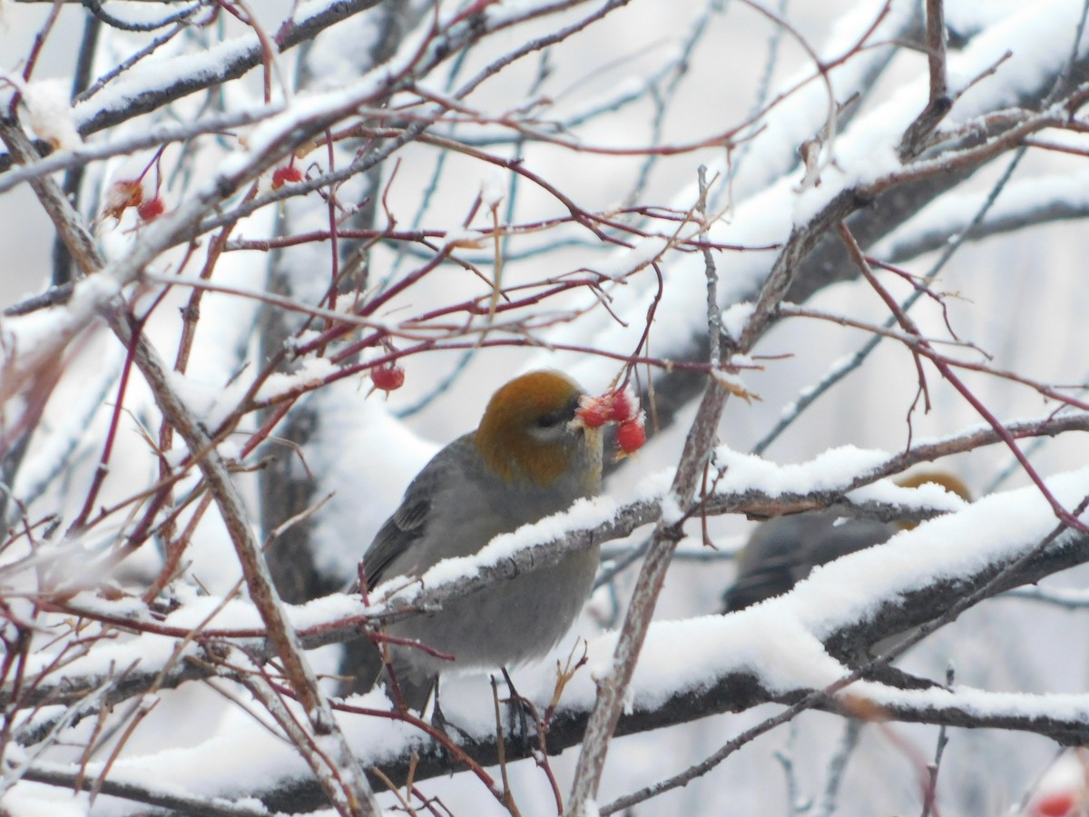 Pine Grosbeak - ML626683631