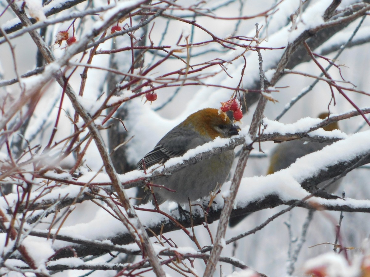 Pine Grosbeak - ML626683632