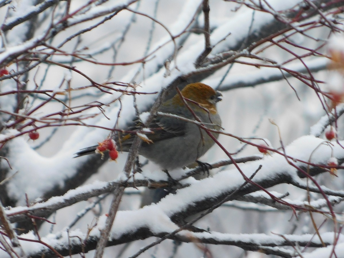 Pine Grosbeak - ML626683634