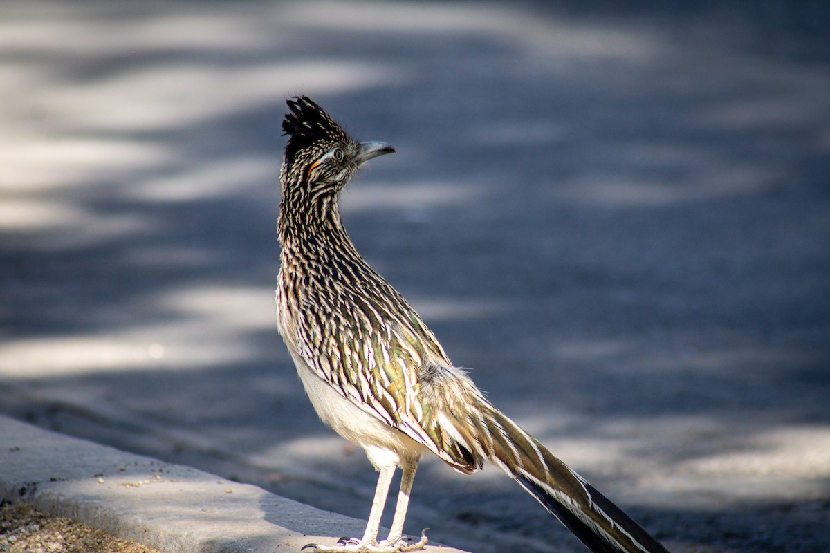 Greater Roadrunner - ML626683647