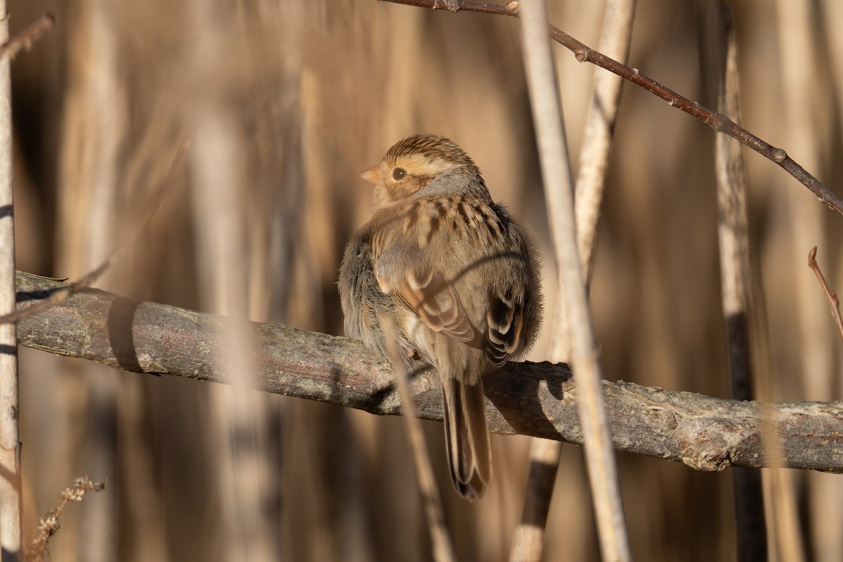 Clay-colored Sparrow - ML626683654