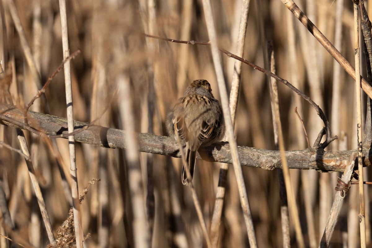Clay-colored Sparrow - ML626683656