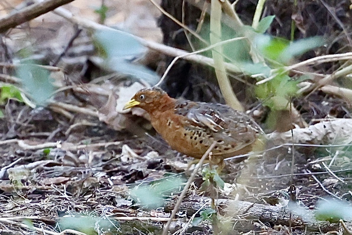 Red-backed Buttonquail - ML626683678