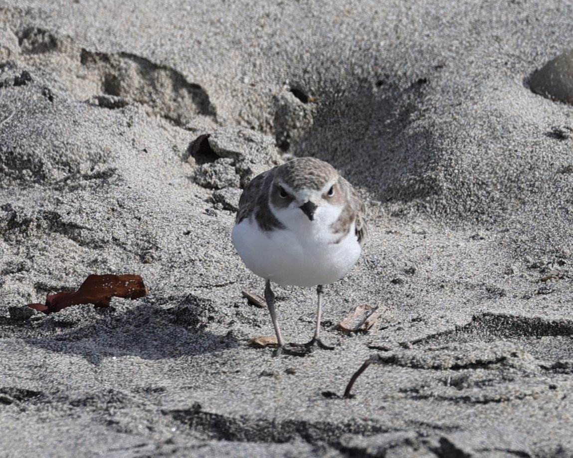 Snowy Plover - ML626683723