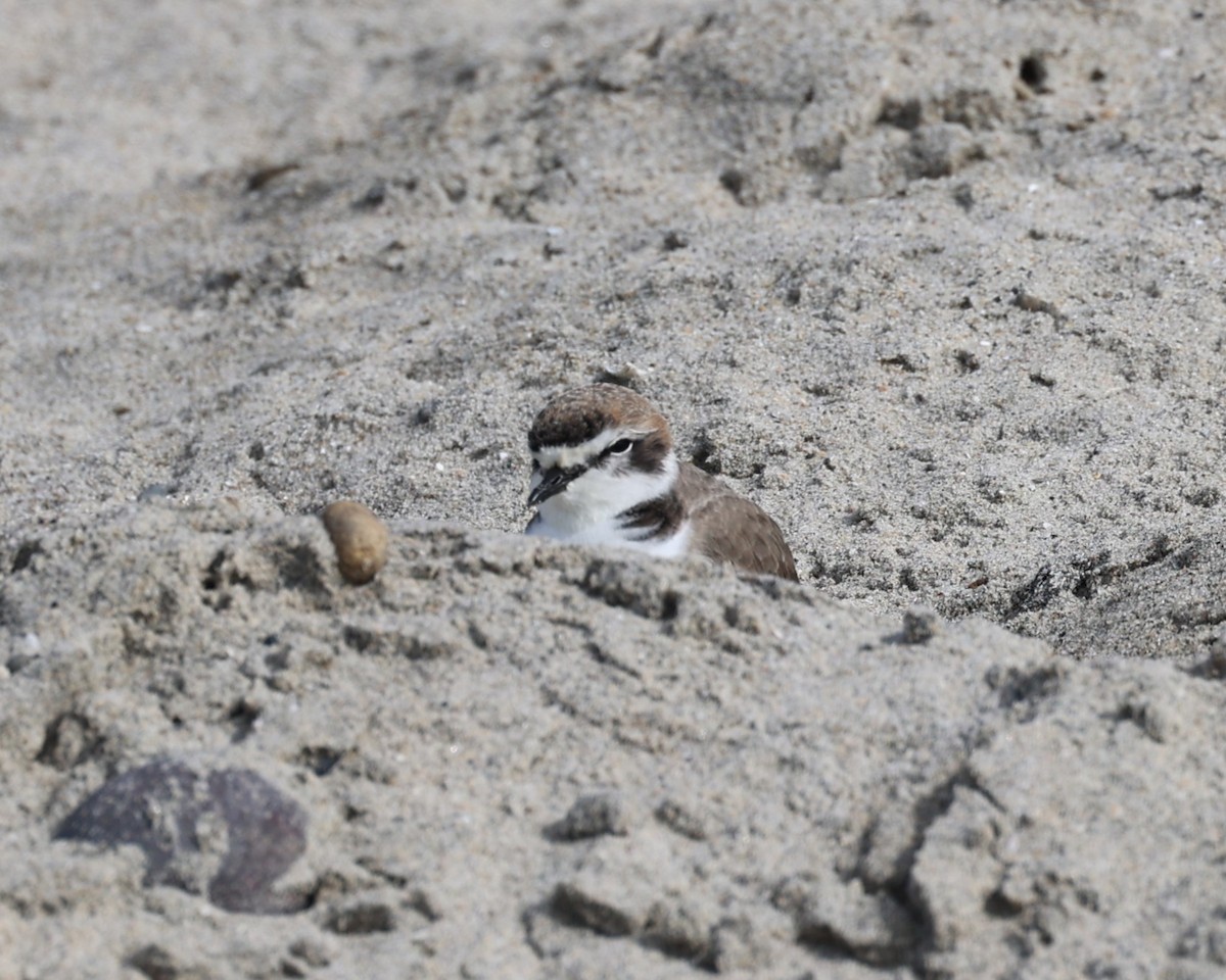 Snowy Plover - ML626683727