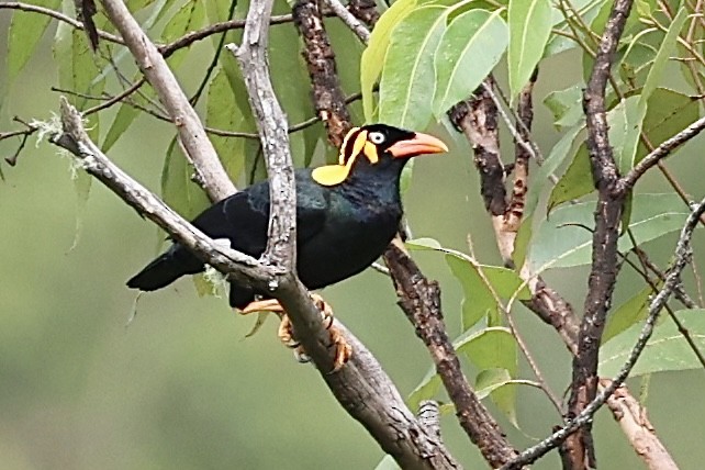 Tenggara Hill Myna - ML626683800