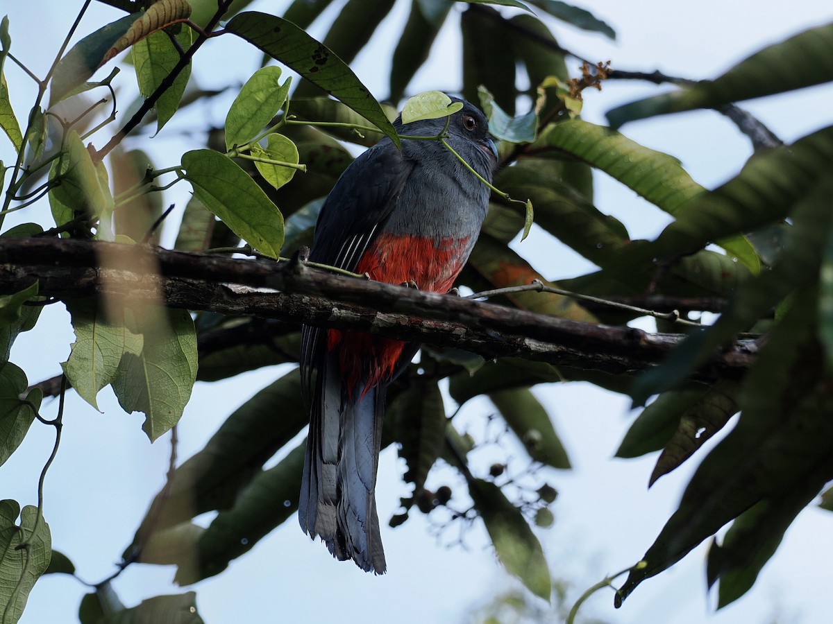 Slaty-tailed Trogon - ML626683815