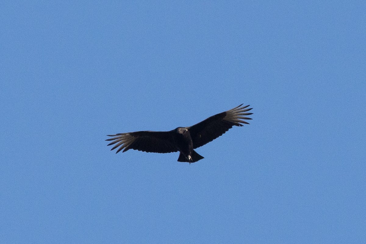 Black Vulture - ML626684170