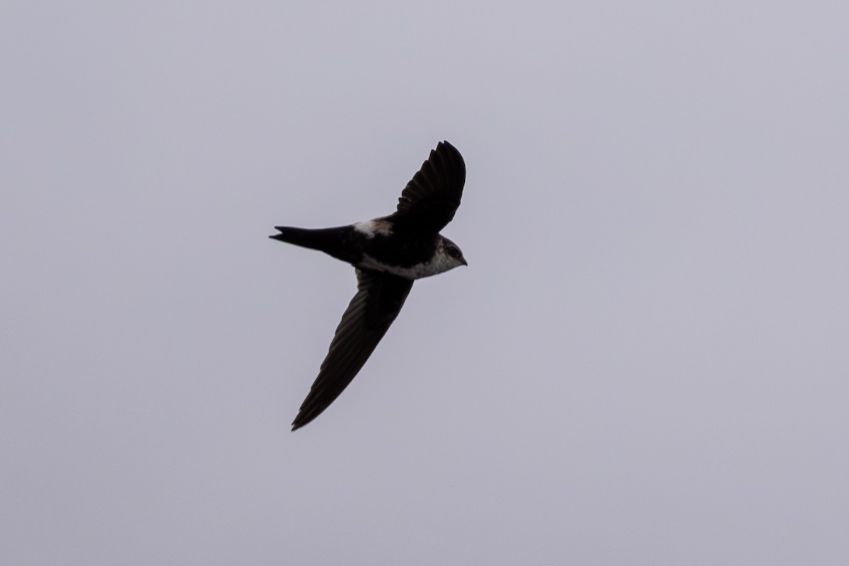 White-throated Swift - ML626684230
