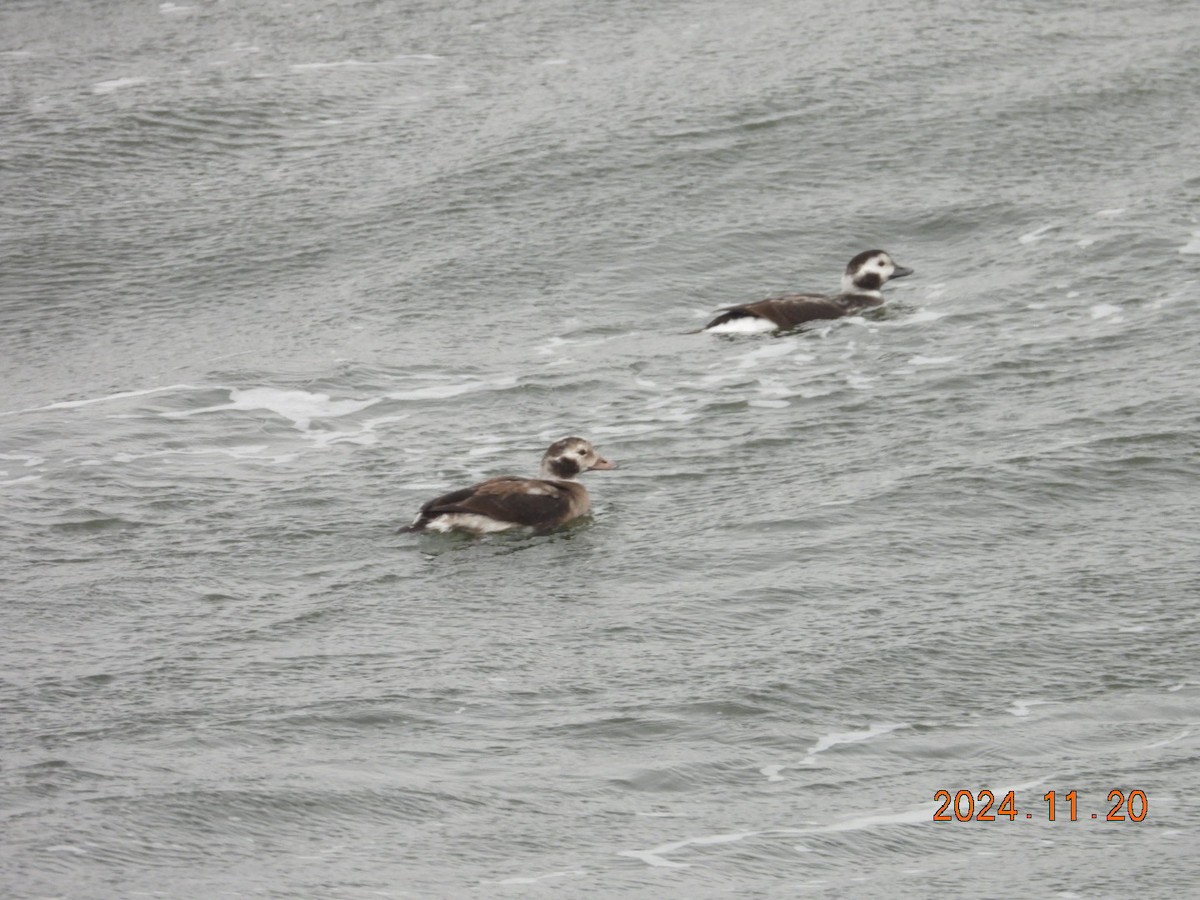 Long-tailed Duck - ML626684406