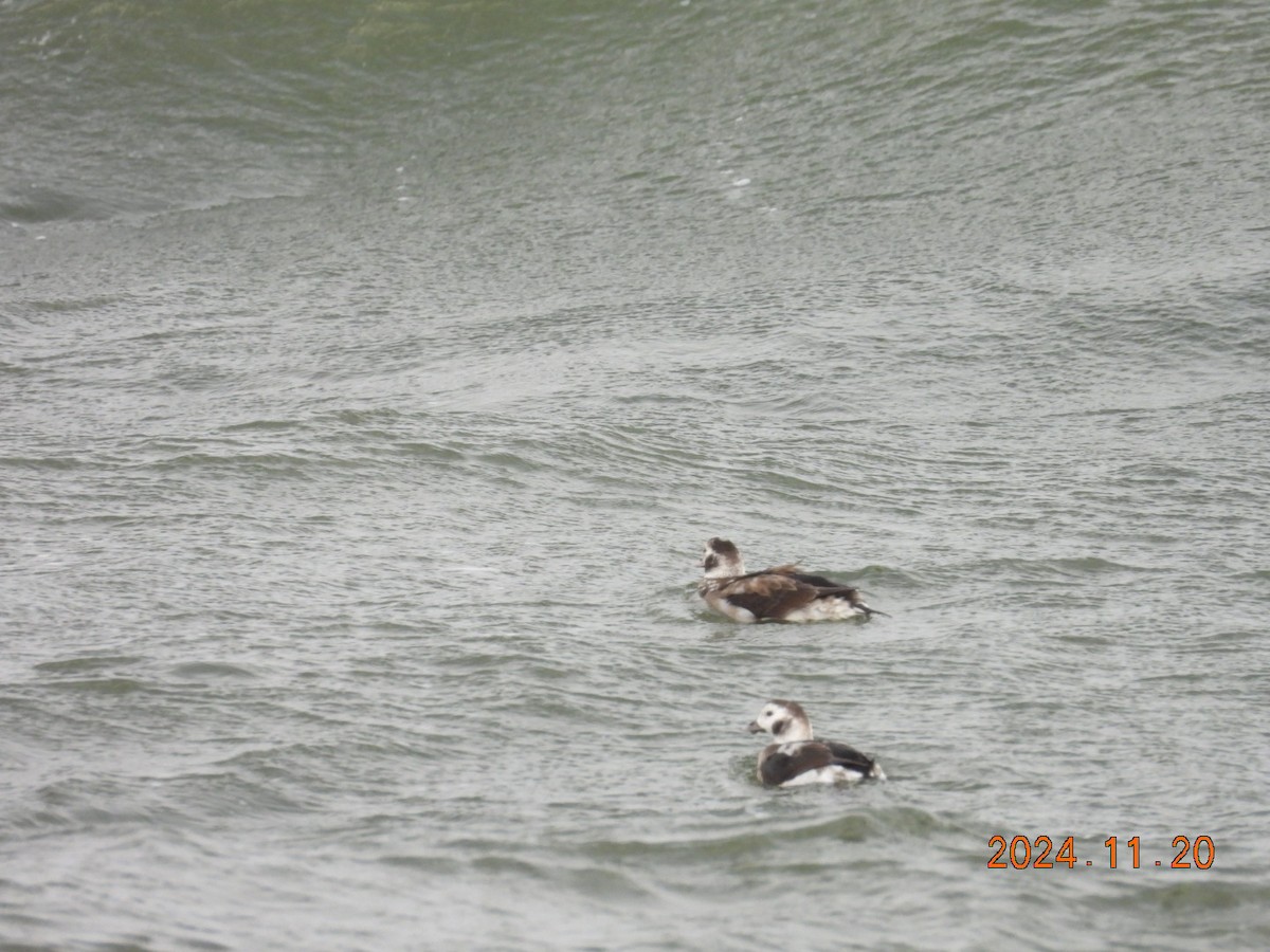 Long-tailed Duck - ML626684407