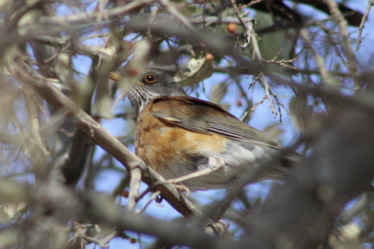 Rufous-backed Robin - ML626684522
