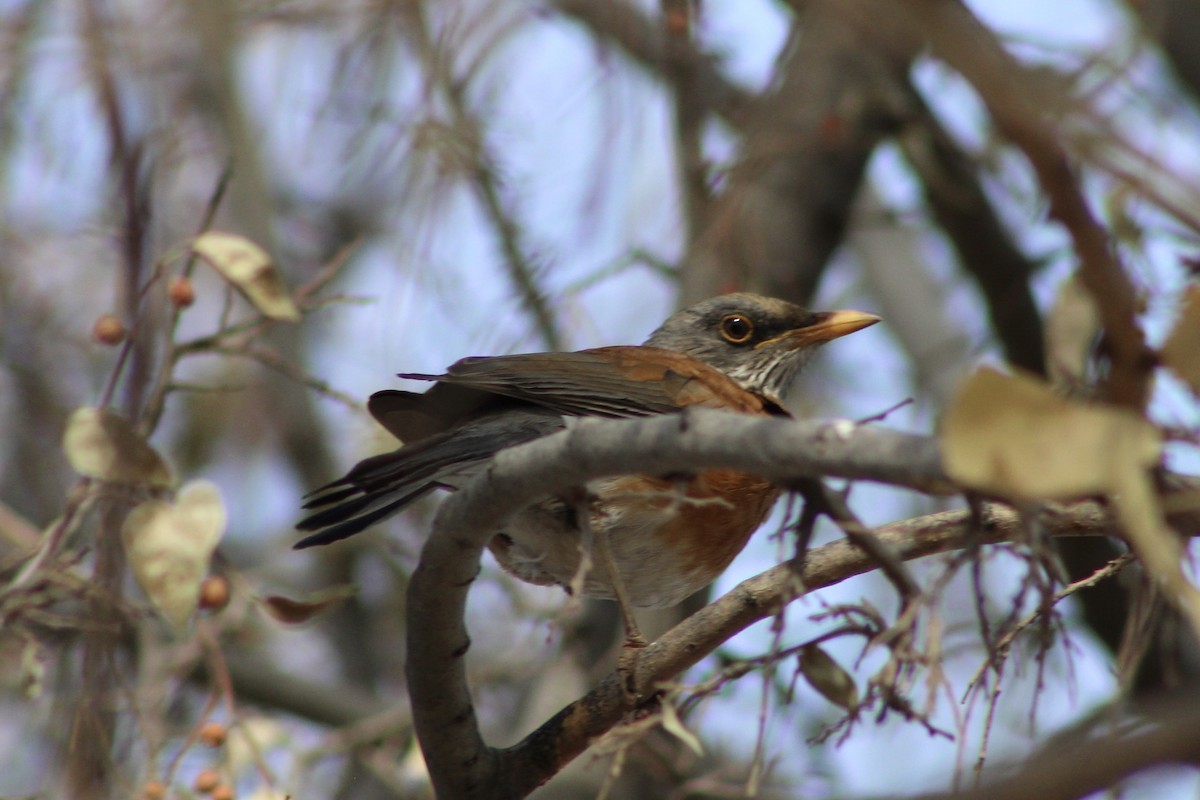 Rufous-backed Robin - ML626684523