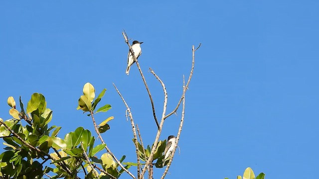 Tyran tête-police (groupe caudifasciatus) - ML626684660