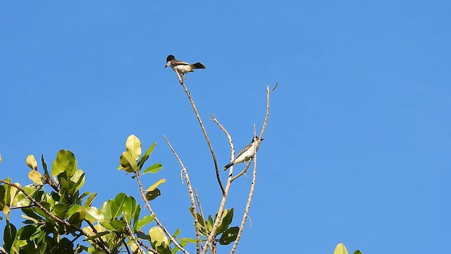 Tyran tête-police (groupe caudifasciatus) - ML626684708