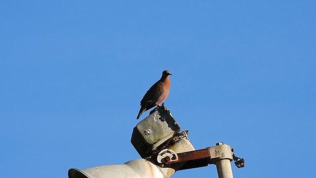 Zenaida Dove - ML626684720