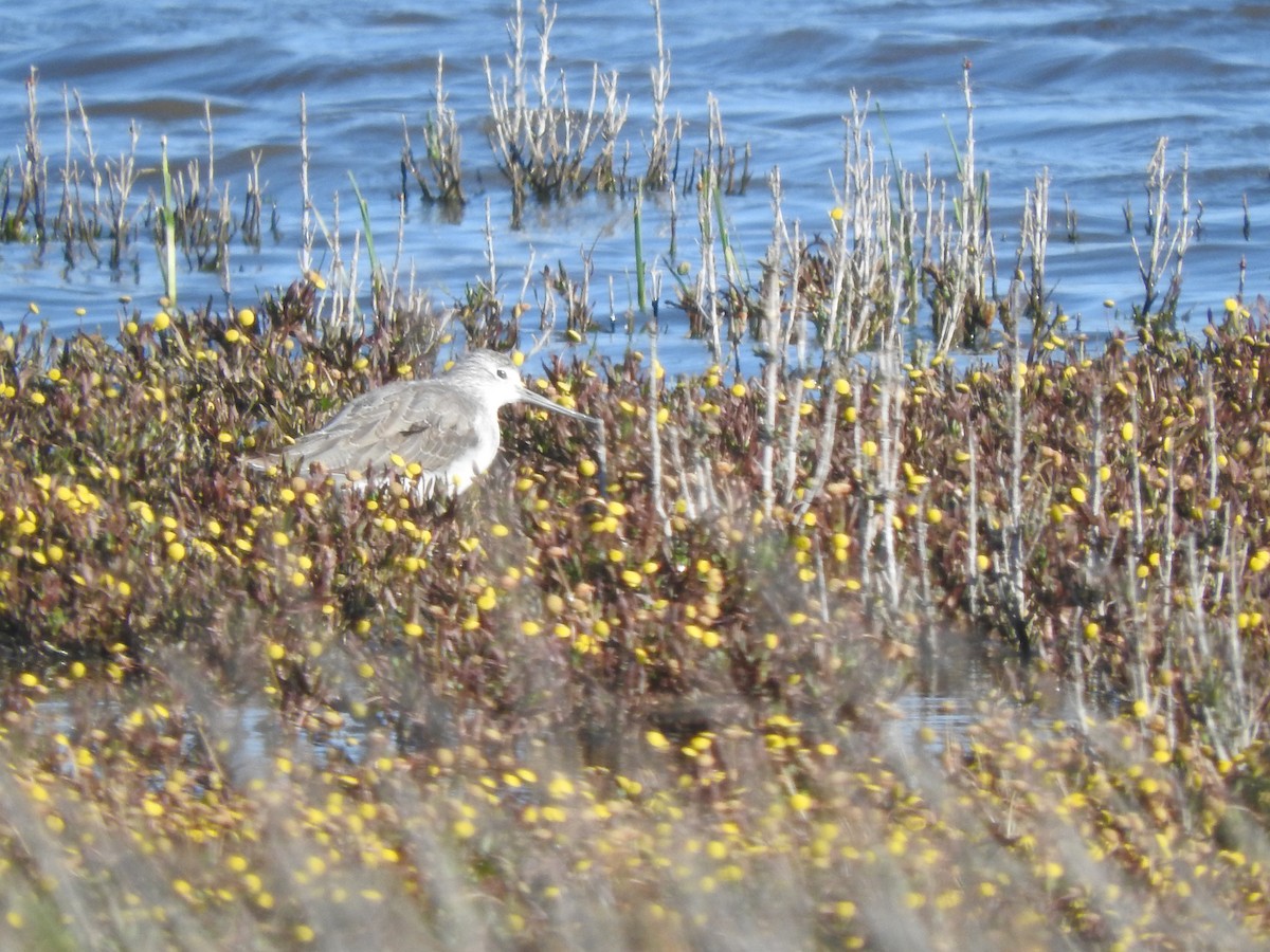 Ebird Checklist Nov Tolderol Game Reserve Species