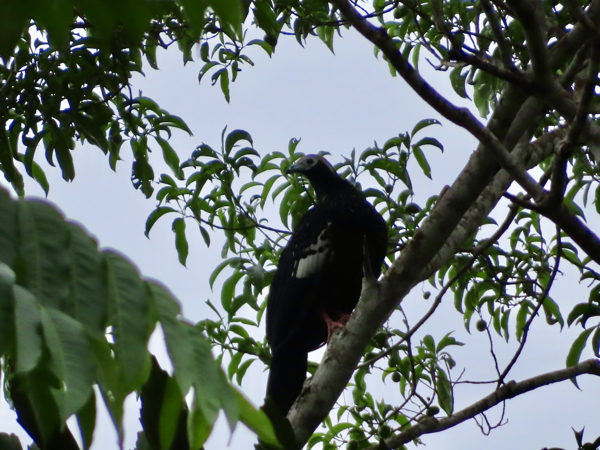 Blue-throated Piping-Guan - ML626684843