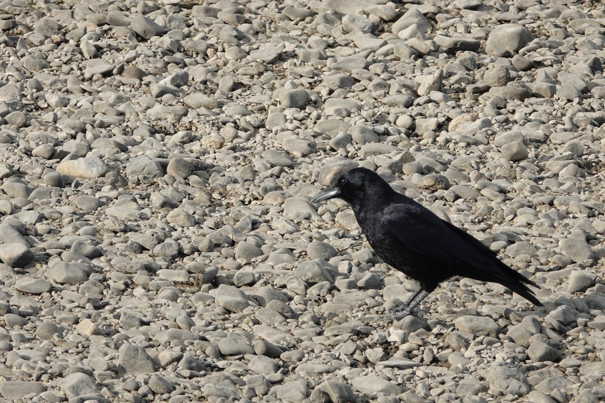 Carrion Crow - ML626685002