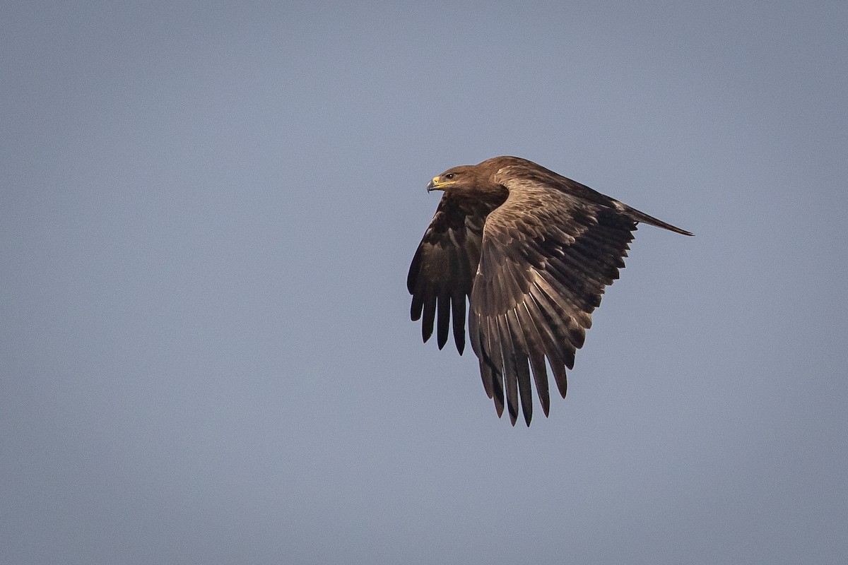 Greater Spotted Eagle - ML626685103