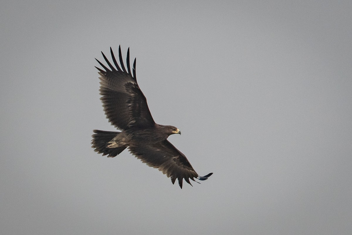 Greater Spotted Eagle - ML626685104