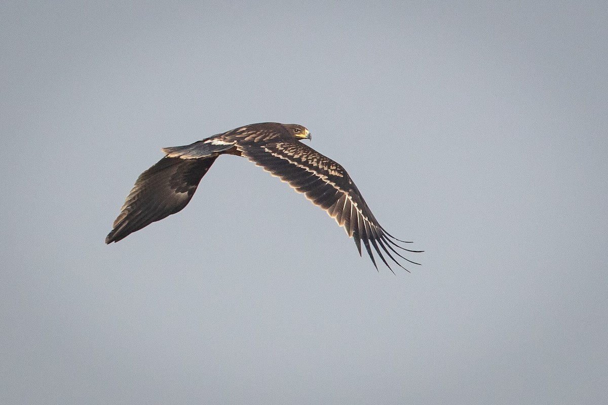 Greater Spotted Eagle - ML626685105