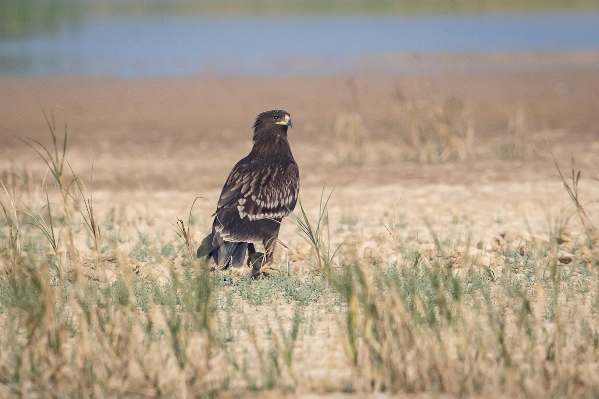 Greater Spotted Eagle - ML626685106