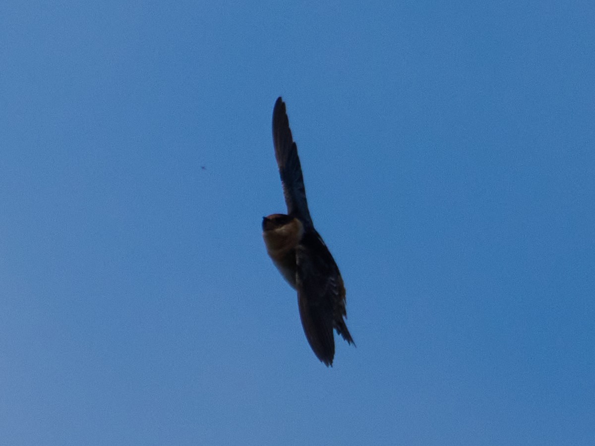 Cave Swallow - ML626685135