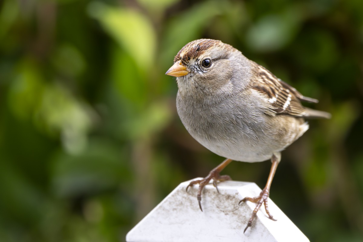 White-crowned Sparrow - ML626685464