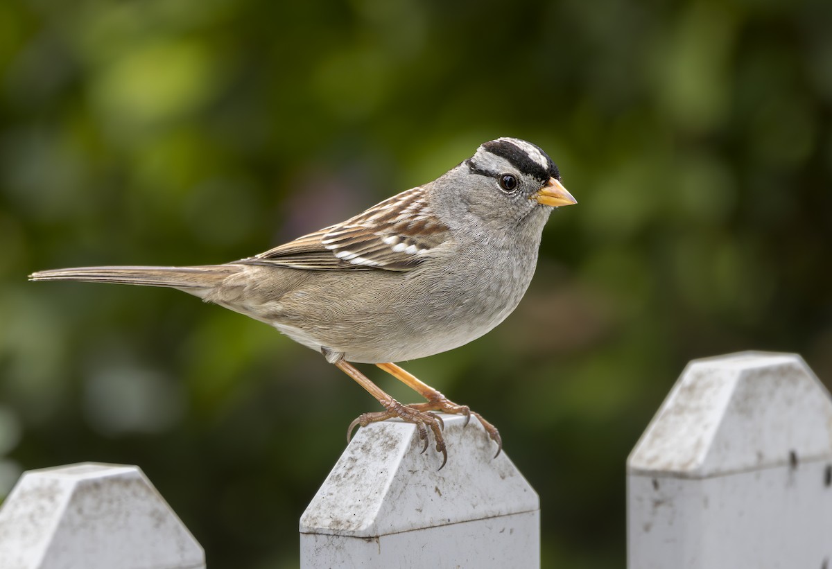 White-crowned Sparrow - ML626685467