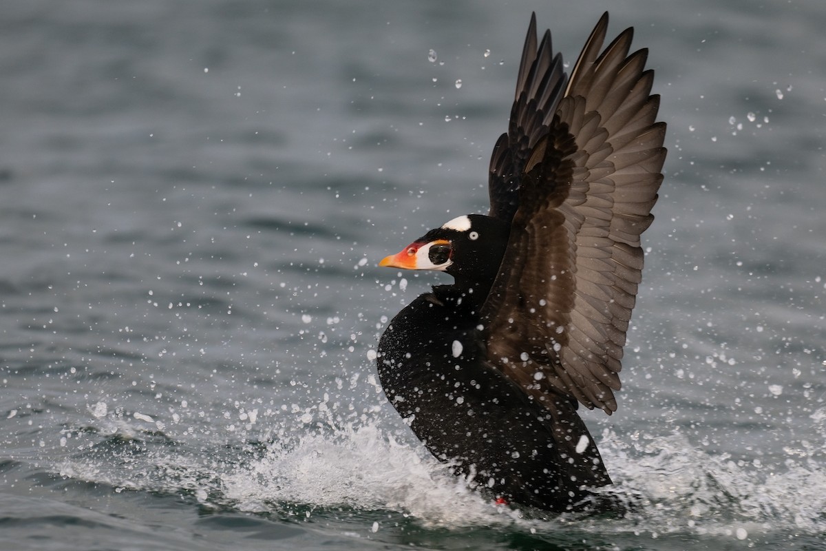 Surf Scoter - ML626685666