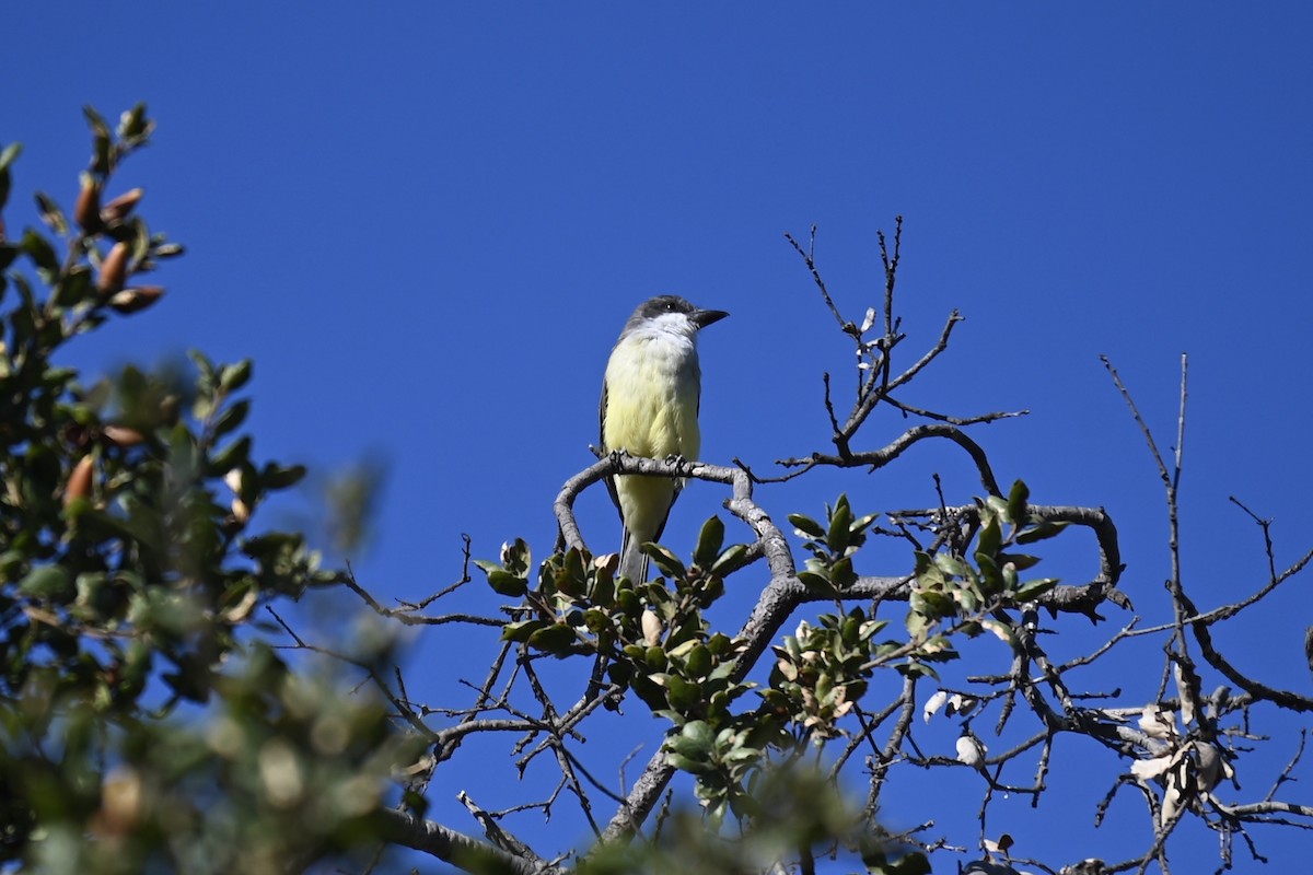 Thick-billed Kingbird - ML626686043