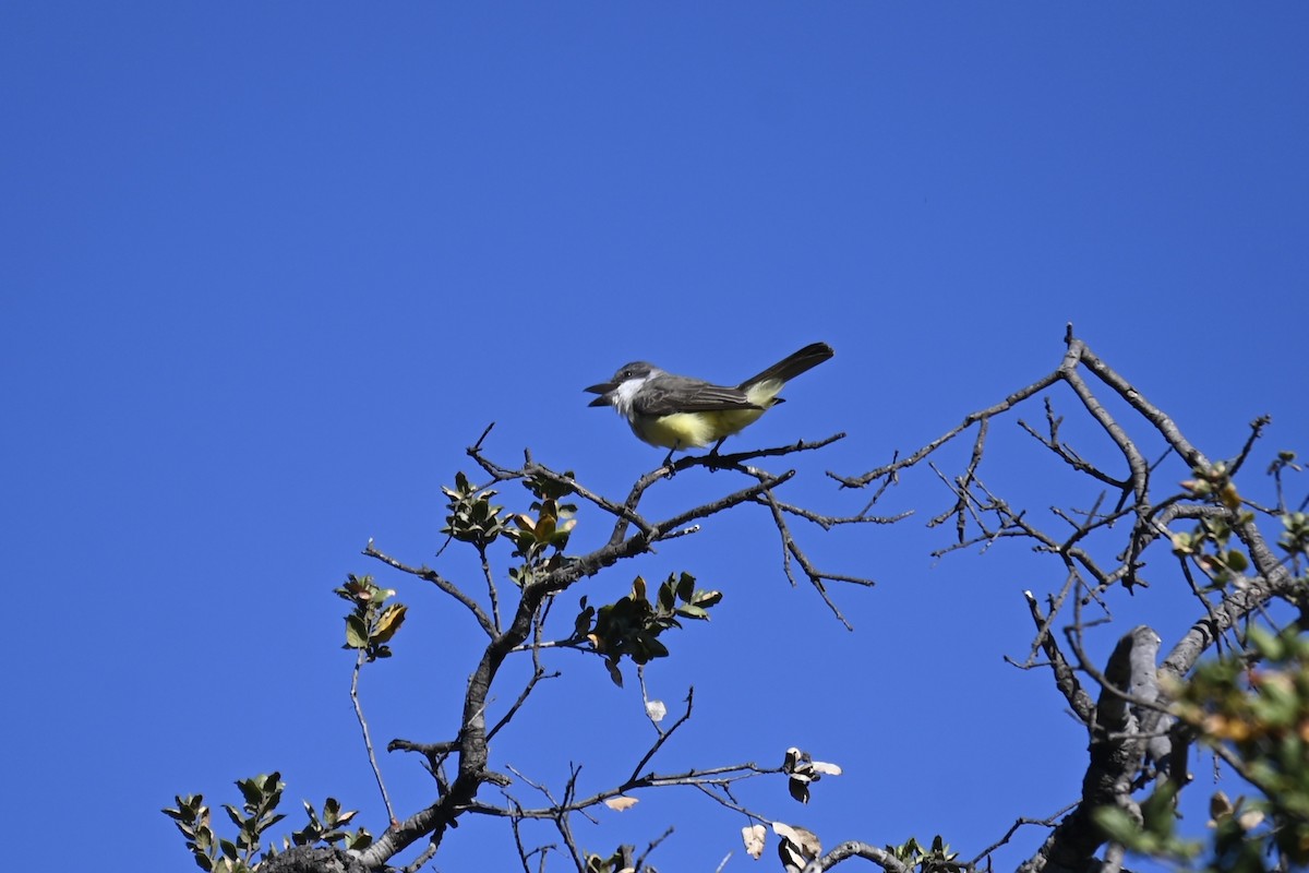 Thick-billed Kingbird - ML626686044