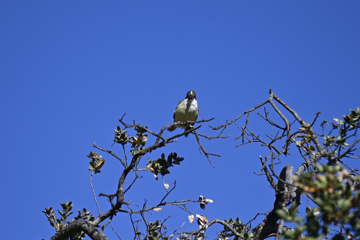 Thick-billed Kingbird - ML626686045