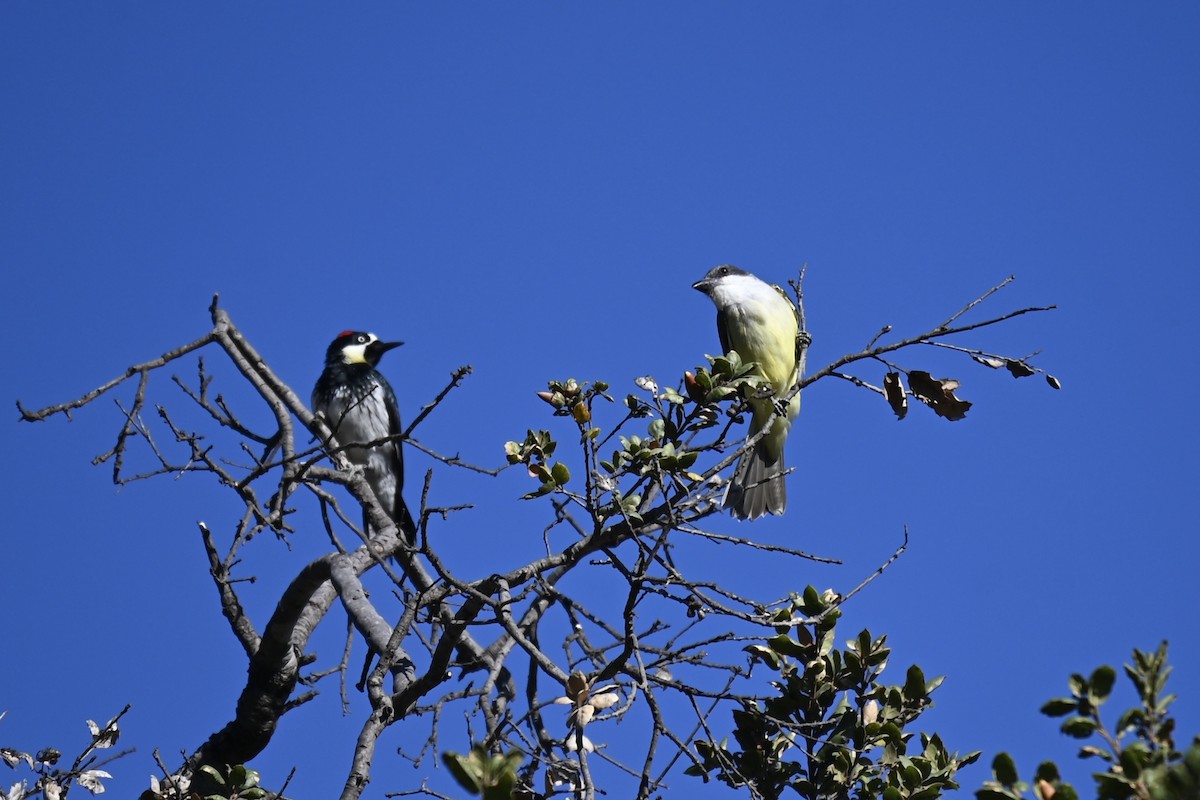 Thick-billed Kingbird - ML626686046