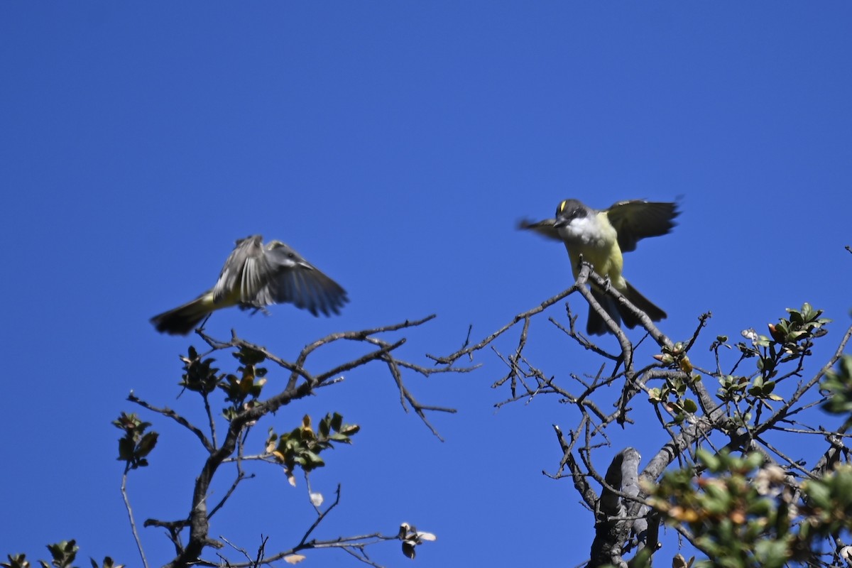 Thick-billed Kingbird - ML626686047