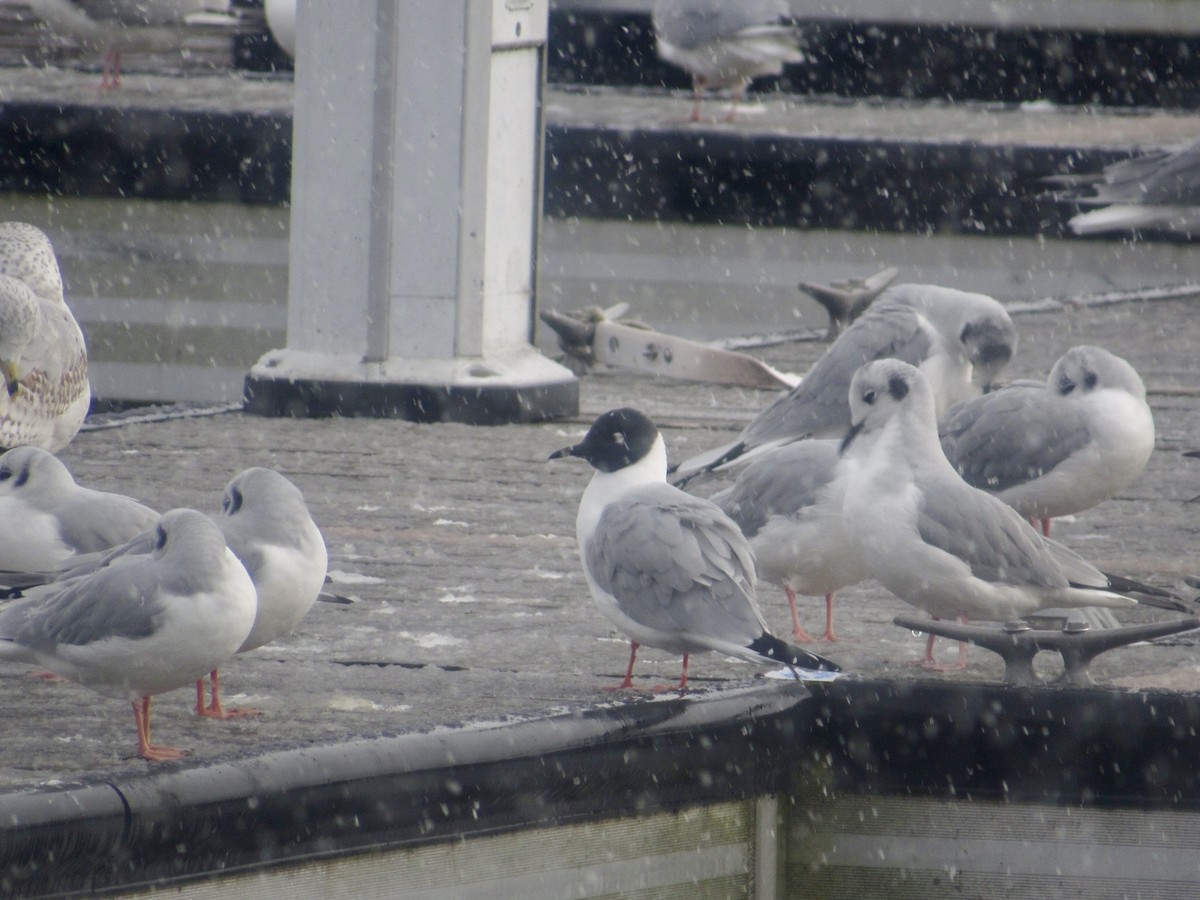 Bonaparte's Gull - Alex Pereschuk